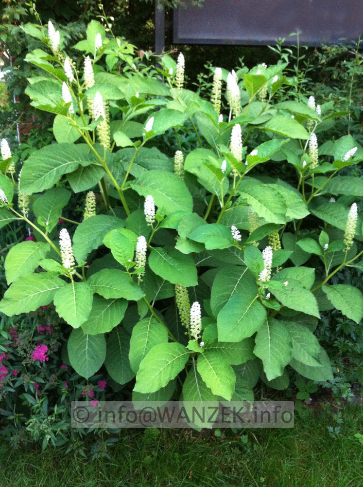 Phytolacca americana - Kermesbeere 2.JPG